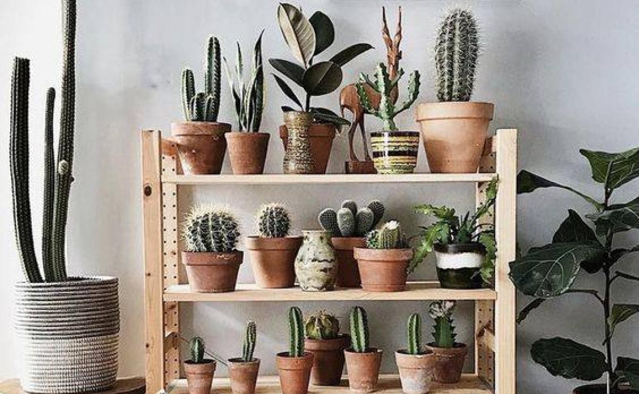 Ideas para colgar plantas en la pared